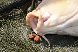 Sarulesti - Mai 2013